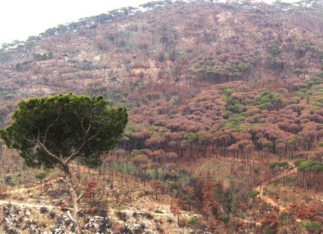 La forêt de Kaytoulé après l’incendie d’octobre 2024