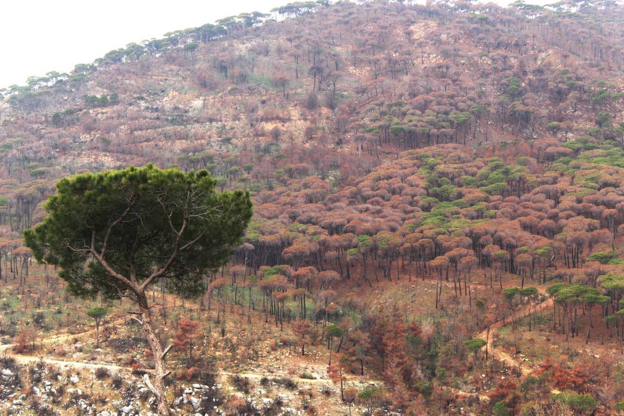 La forêt de Kaytoulé après l’incendie d’octobre 2024